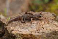 Speleomantes genei