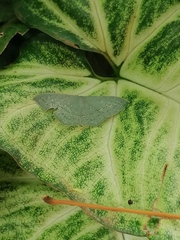 Traminda vividaria