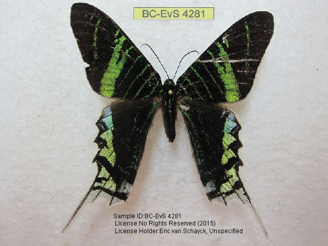 Peacock Moth