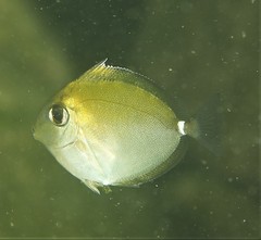 Naso annulatus
