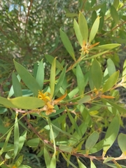 Persoonia lanceolata