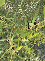 Persoonia lanceolata