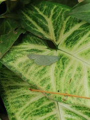 Traminda vividaria