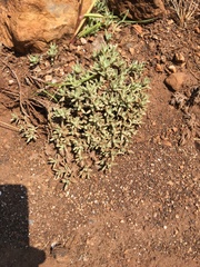 Helichrysum cerastioides