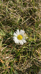 Bellis perennis