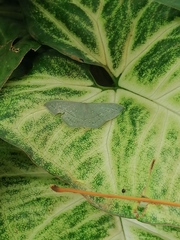 Traminda vividaria