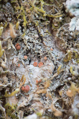 Bacidia rubella