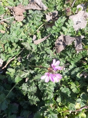 Erodium cicutarium