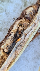 Lasioptera rubi
