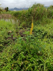Crotalaria pallida