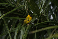 Ploceus castanops