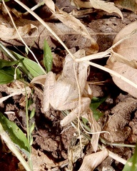 Pseudophilautus wynaadensis