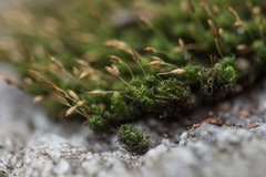 Ptychomitrium polyphyllum