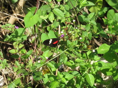 Heliconius himera