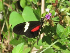 Heliconius himera