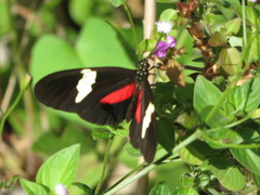 Heliconius himera