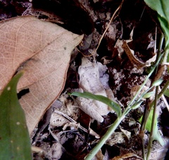 Pseudophilautus wynaadensis