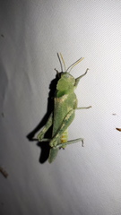 Ecphantus quadrilobus