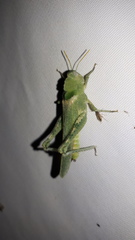 Ecphantus quadrilobus