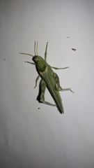 Ecphantus quadrilobus