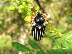 Ancistrosoma intermedium