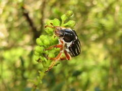 Ancistrosoma intermedium