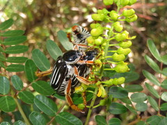 Ancistrosoma intermedium