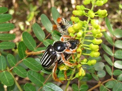 Ancistrosoma intermedium