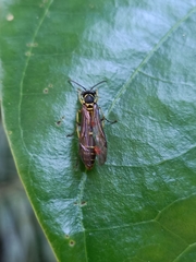 Polybioides raphigastra
