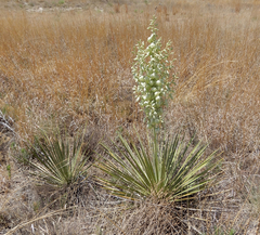 Yucca campestris