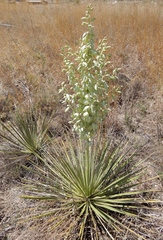 Yucca campestris