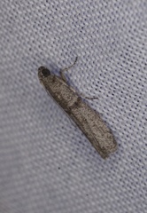 Ephestia elutella