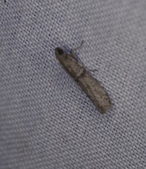 Ephestia elutella