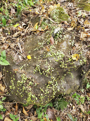 Image of Peperomia rotundifolia