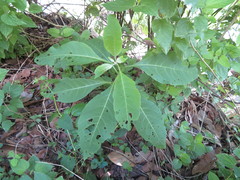 Iochroma arborescens