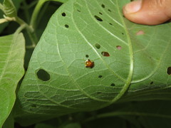Iochroma arborescens
