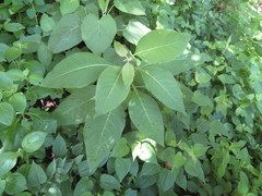 Iochroma arborescens