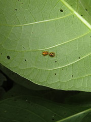 Iochroma arborescens