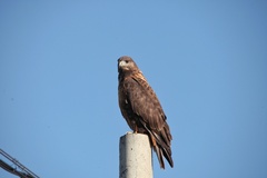 Buteo hemilasius