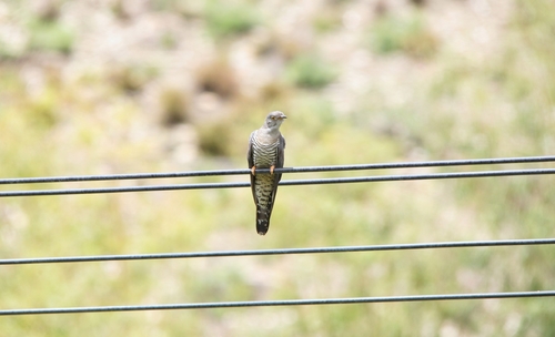 Common Cuckoo