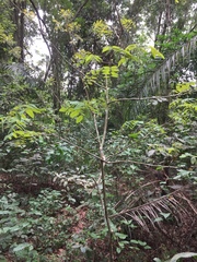 Distemonanthus benthamianus