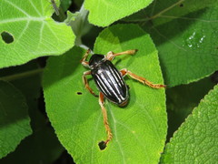 Ancistrosoma intermedium