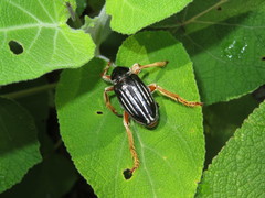 Ancistrosoma intermedium