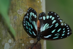 Charaxes eurinome