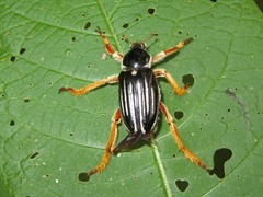 Ancistrosoma intermedium