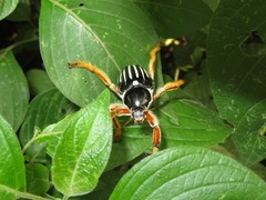 Ancistrosoma intermedium