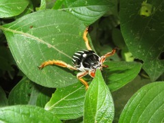 Ancistrosoma intermedium