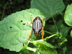 Ancistrosoma intermedium