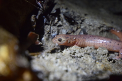 Pseudotriton montanus montanus