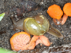 Helicarion cuvieri